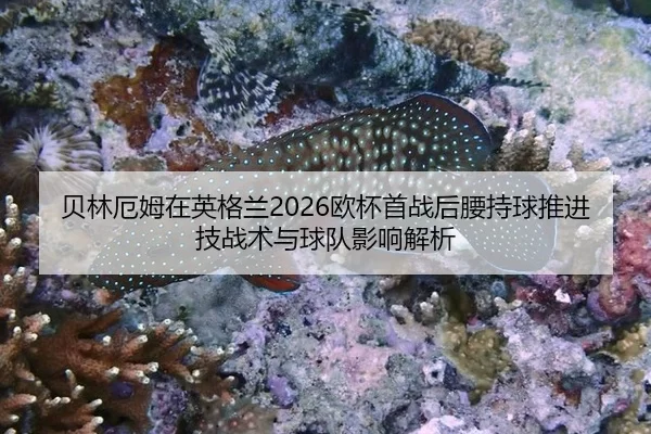 bei-lin-e-mu-zai-ying-ge-lan-ou-bei-shou-zhan-hou-yao-chi-qiu-tui-jin-ji-zhan-shu-yu-qiu-dui-ying-xiang-jie-xi-2-889.jpg